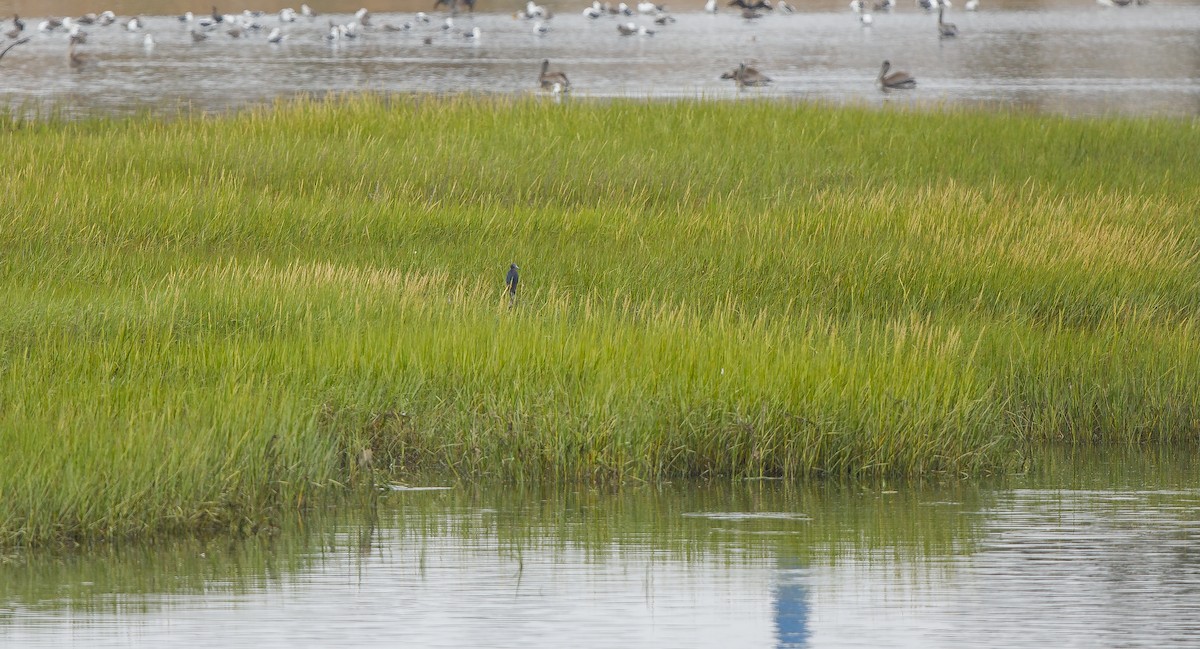 Little Blue Heron - Michael Sadat