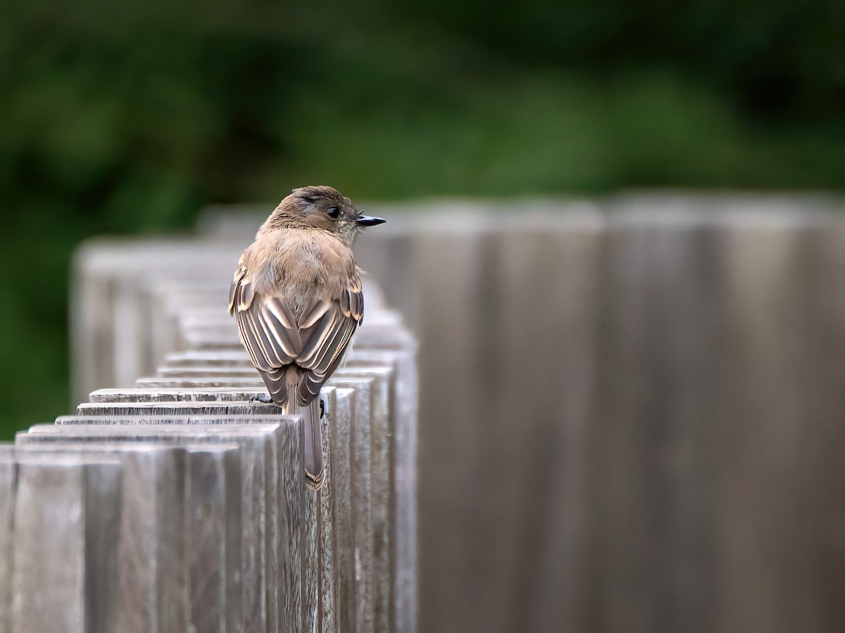 Eastern Phoebe - Danielle  A