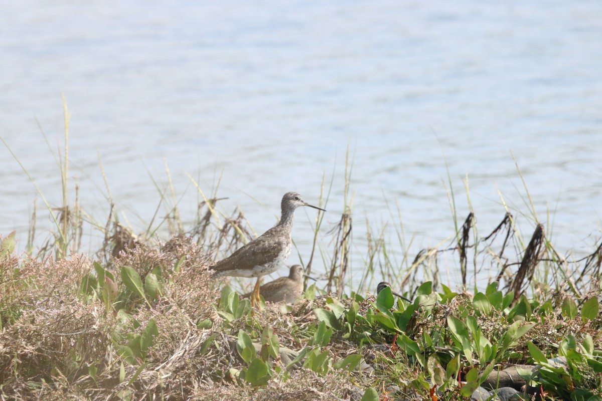 Short-billed Dowitcher - John Loch