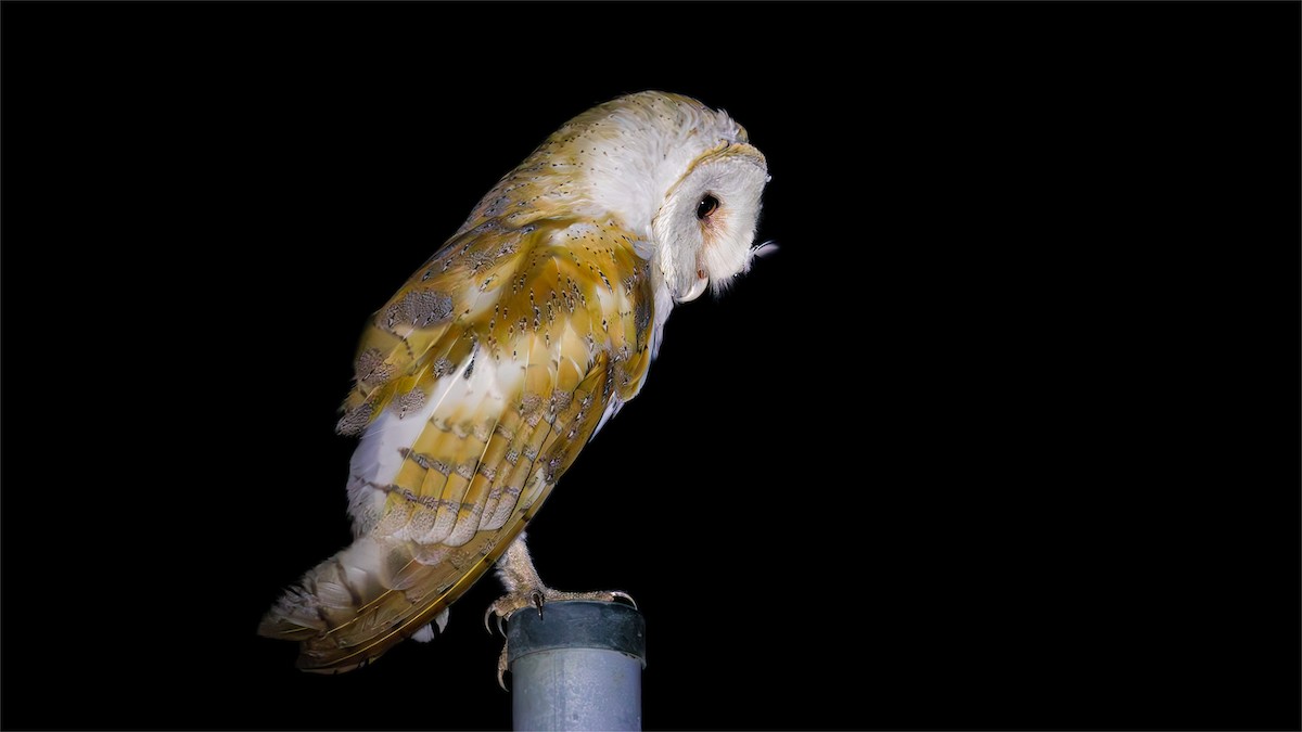 Barn Owl - SONER SABIRLI