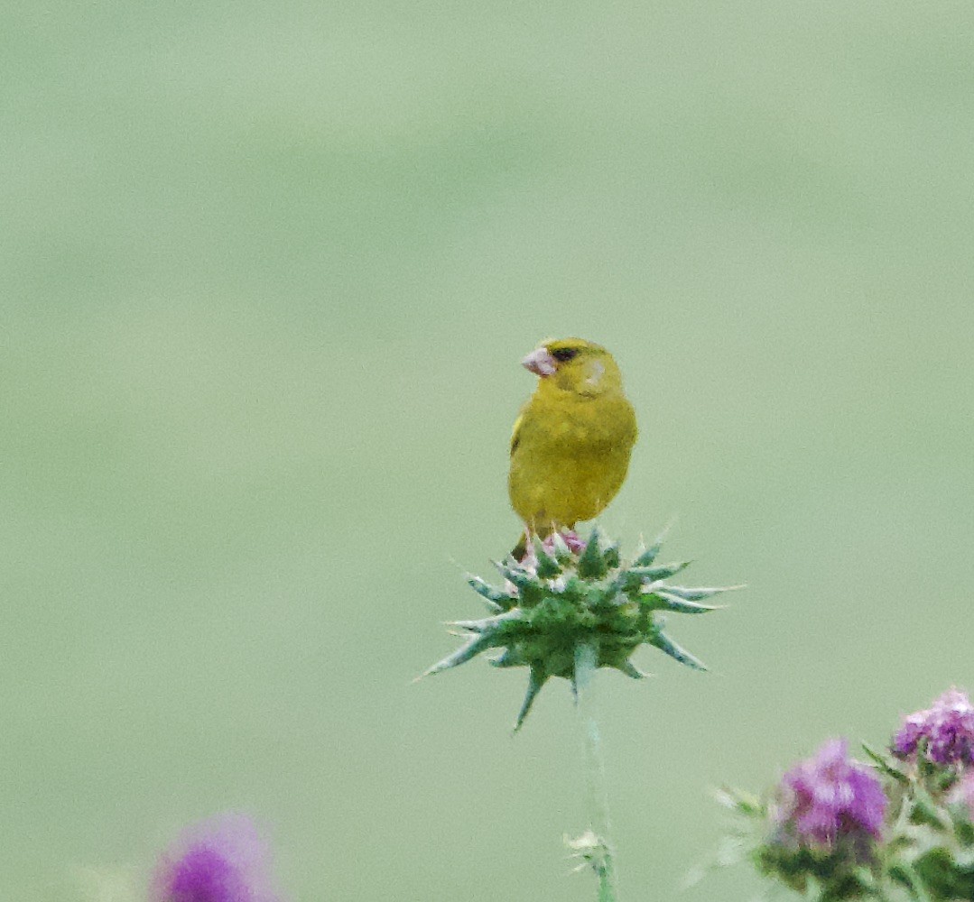 European Greenfinch - Marcia Balestri