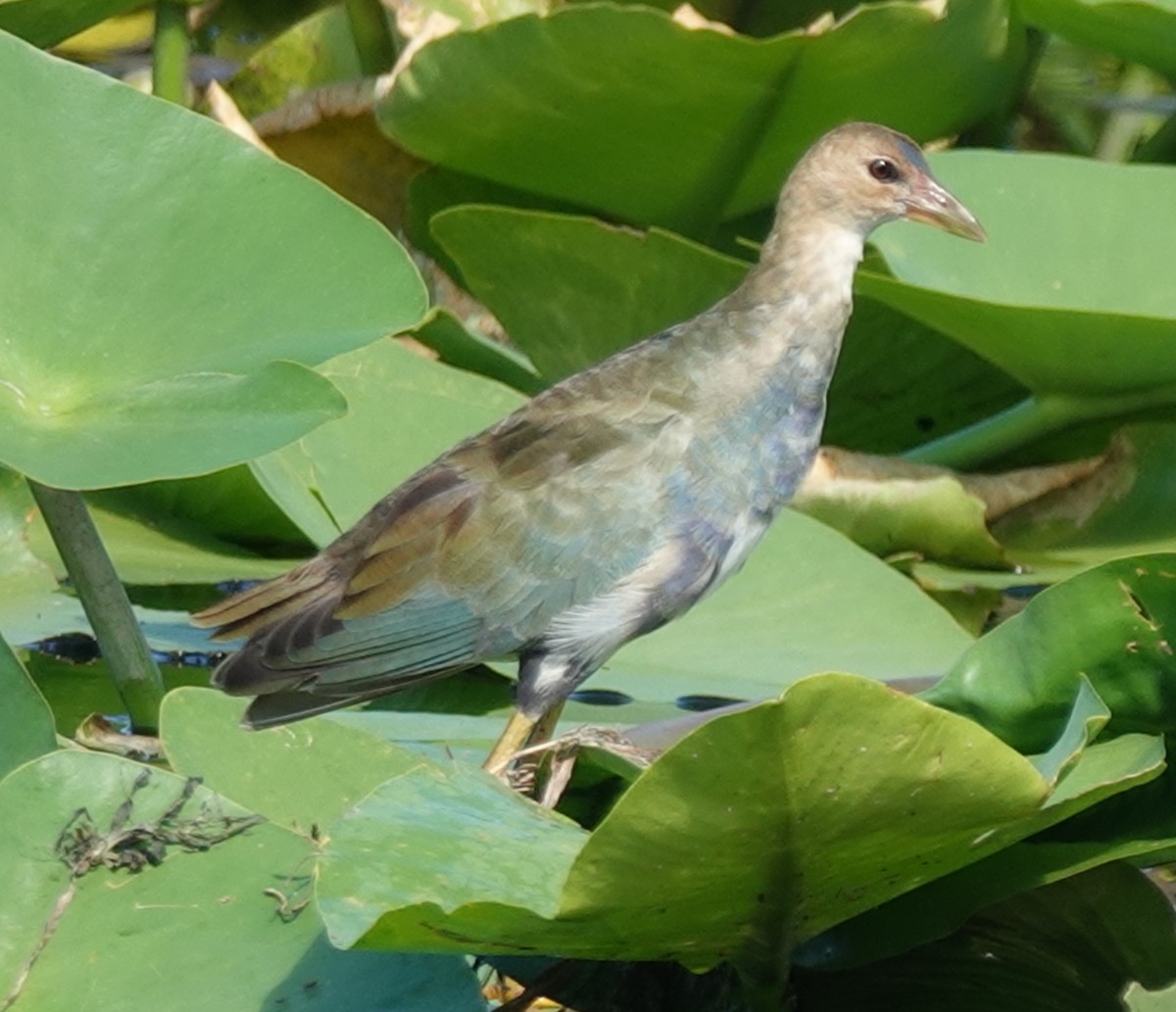 Purple Gallinule - Lilian Saul