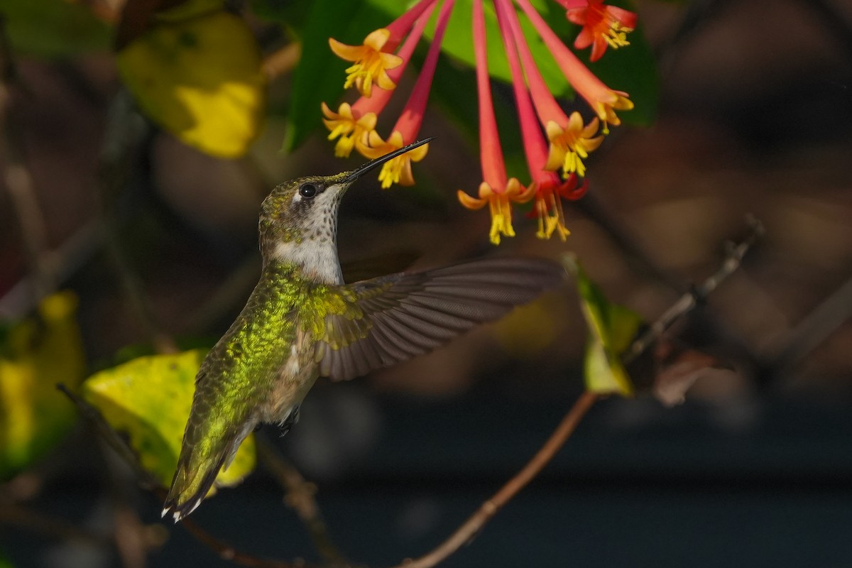 Ruby-throated Hummingbird - TJ Byrd