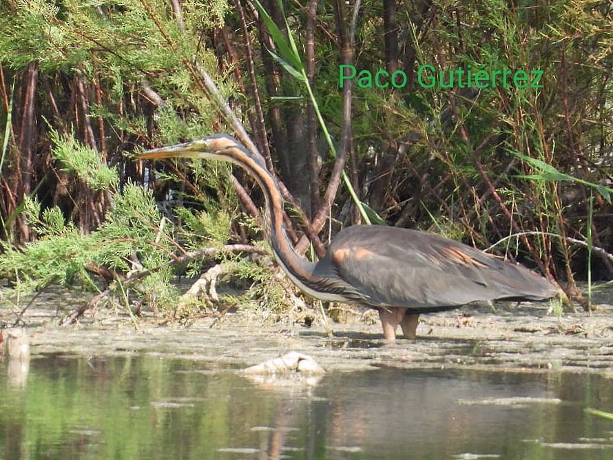 Purple Heron - Félix  Arribas Del Álamo