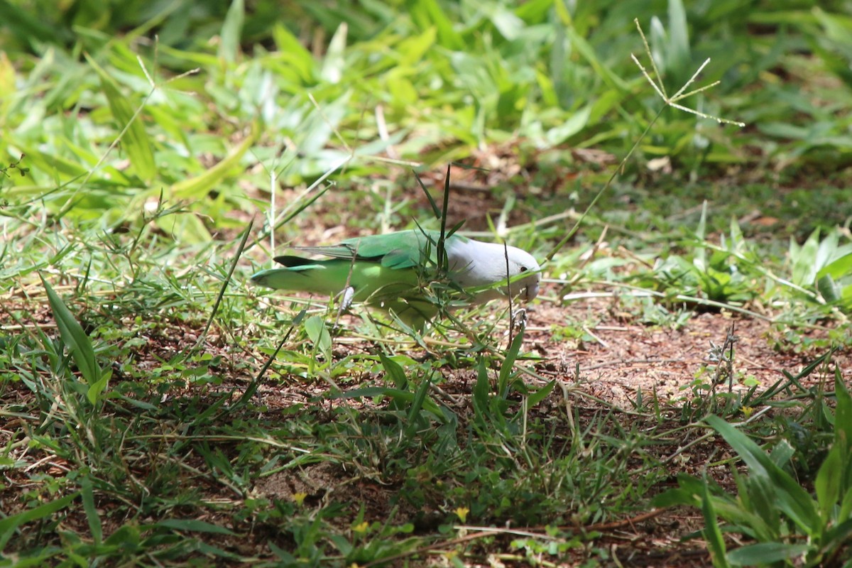 Gray-headed Lovebird - Bryan Shirley