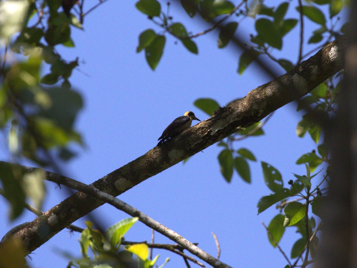 Golden-naped Woodpecker - ML622776272