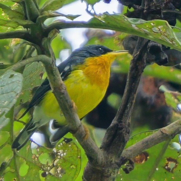 Tropical Parula - Sean Crockett