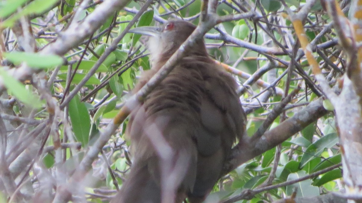 Great Lizard-Cuckoo - ML622776280