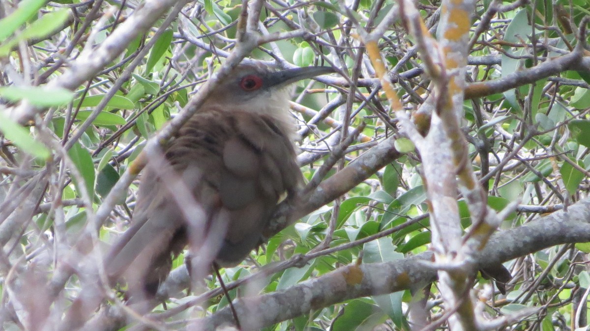 Great Lizard-Cuckoo - ML622776281