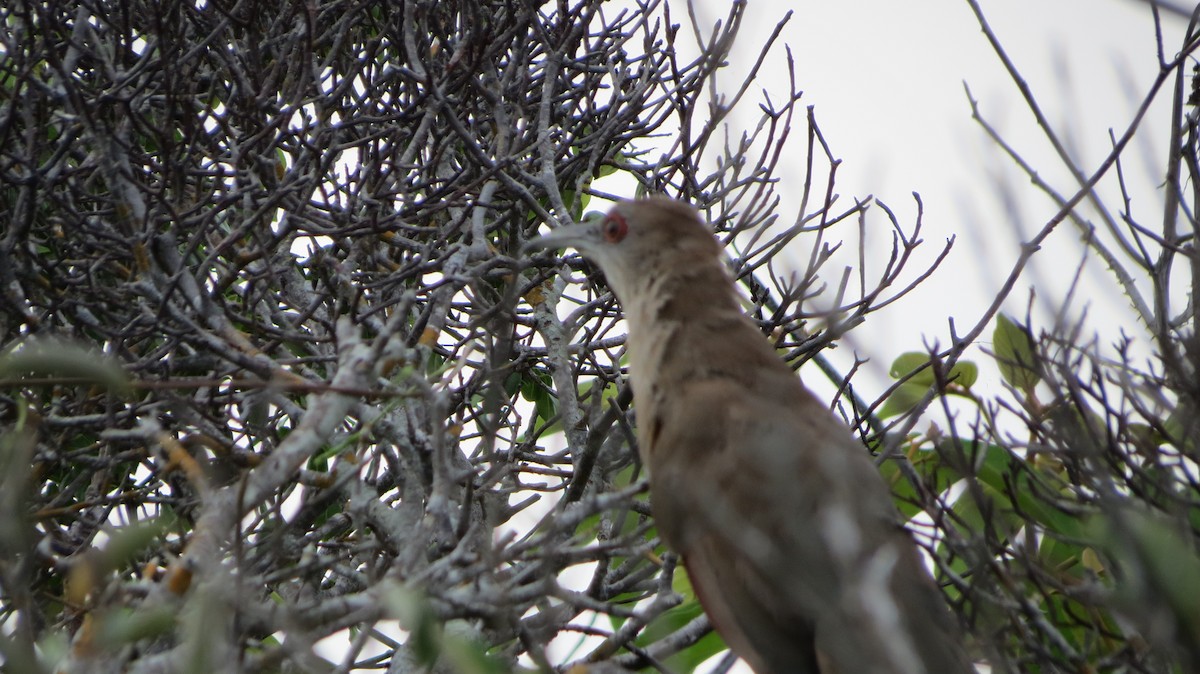 Great Lizard-Cuckoo - ML622776282