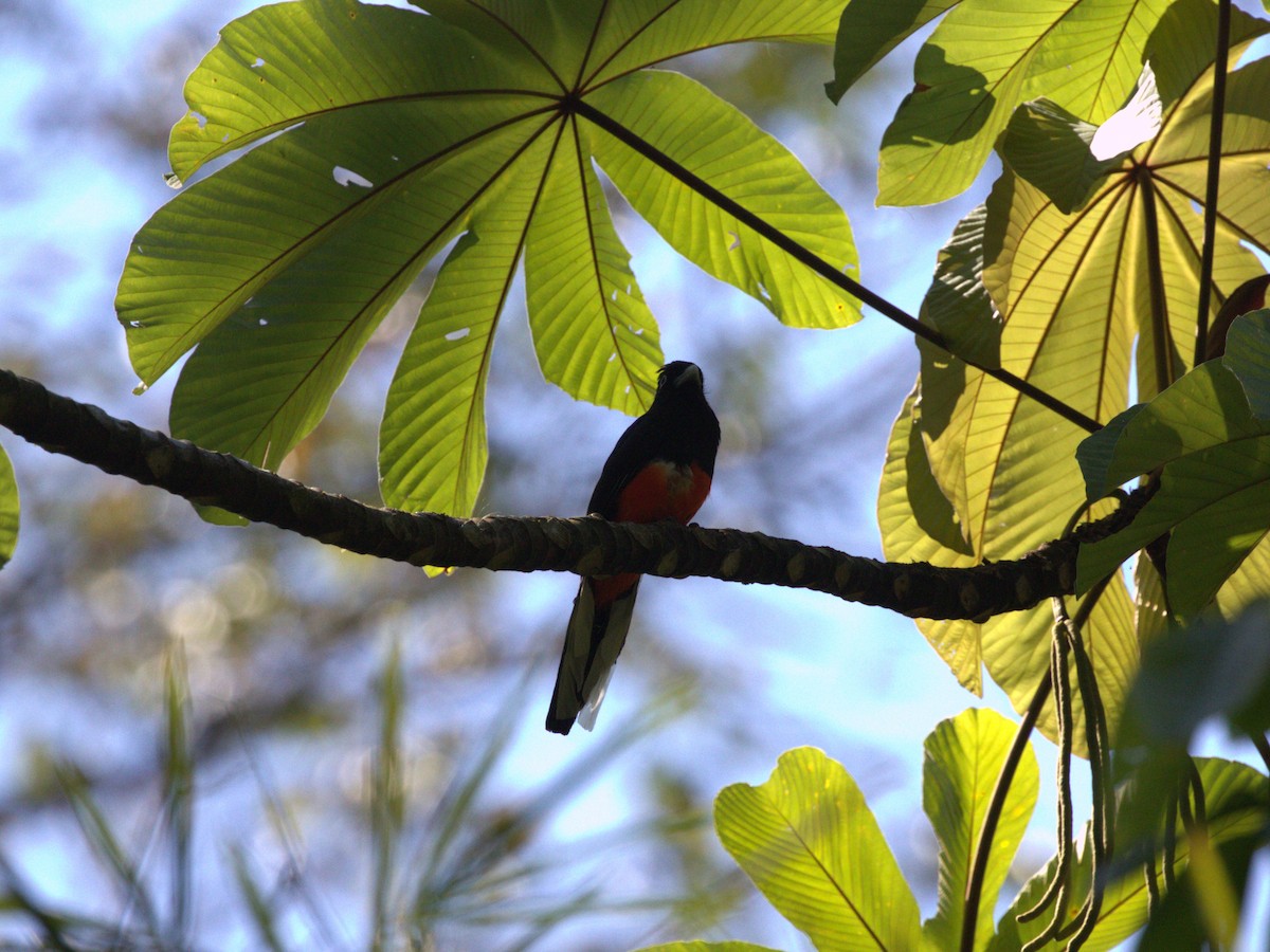 Baird's Trogon - ML622776283