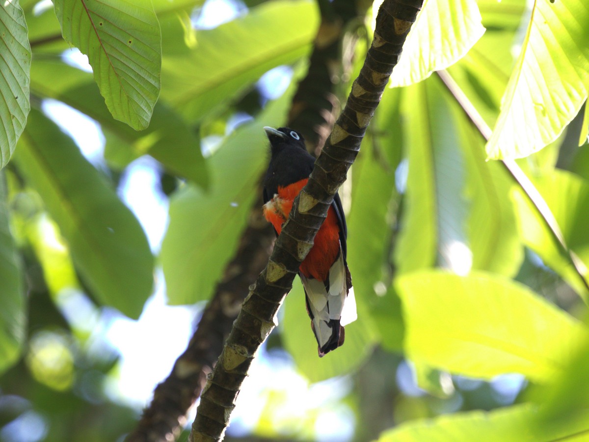 Baird's Trogon - Menachem Goldstein