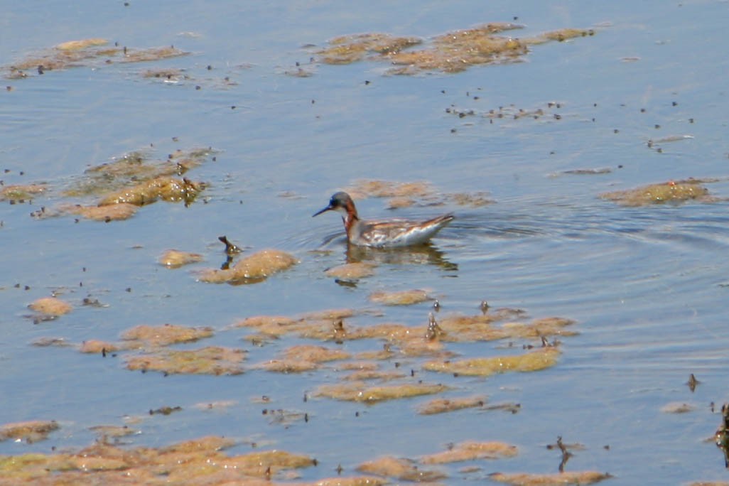 Нарийн сэлээхэй - ML622776285