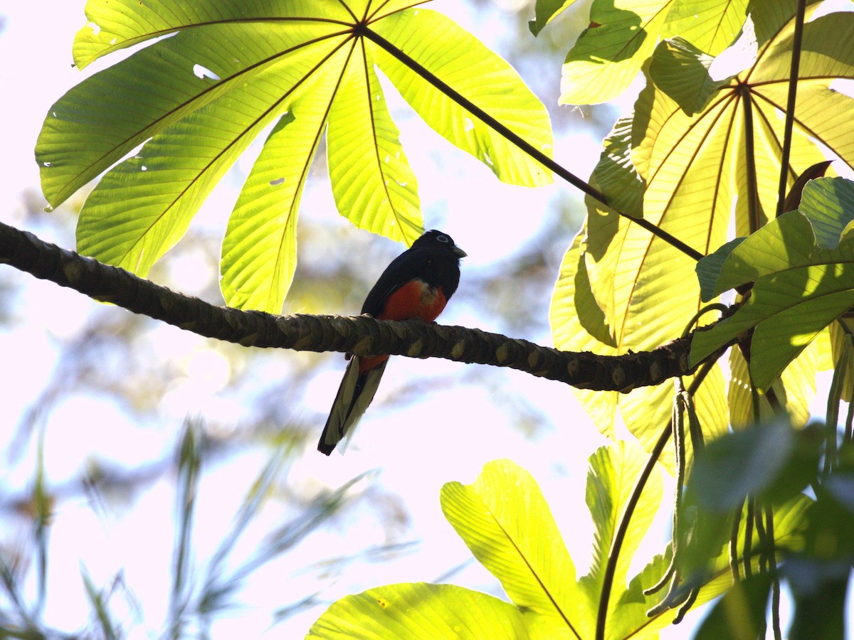 Baird's Trogon - ML622776286