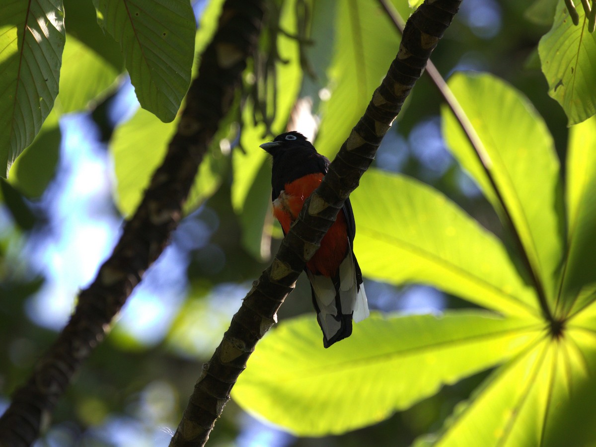 Baird's Trogon - ML622776287