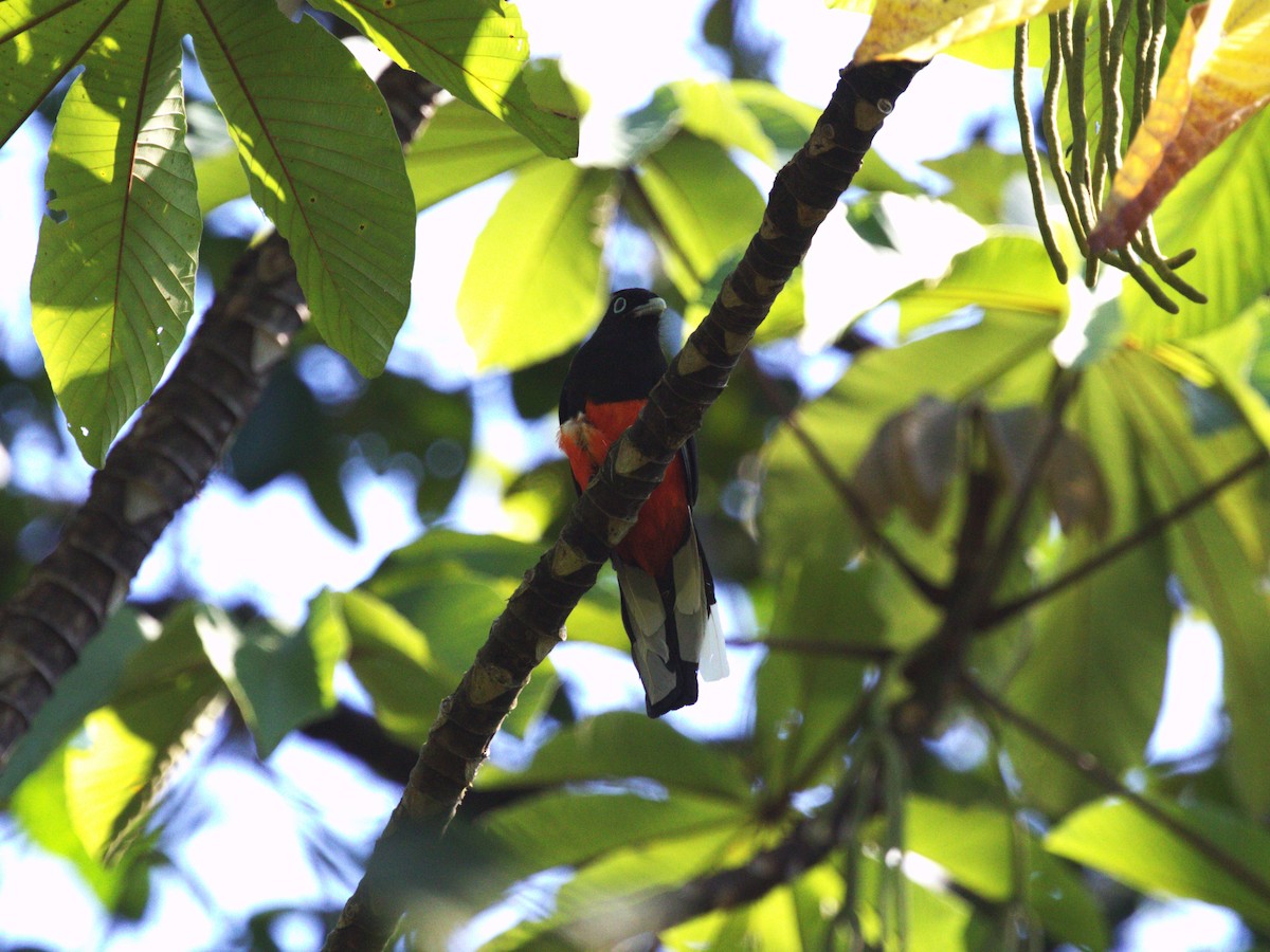 Baird's Trogon - ML622776288