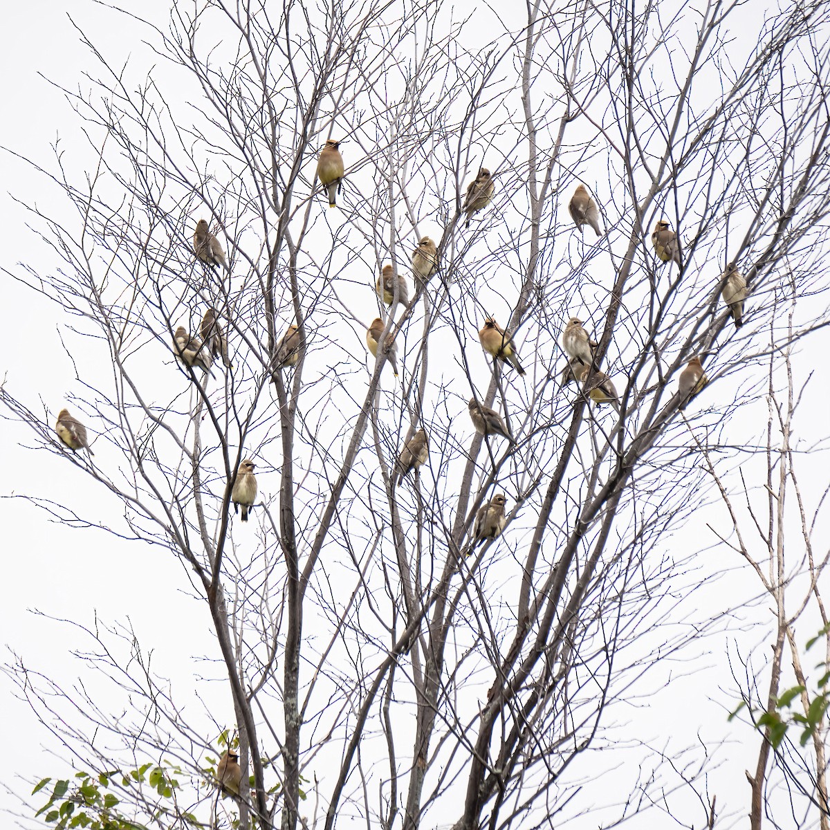 Cedar Waxwing - Danielle  A