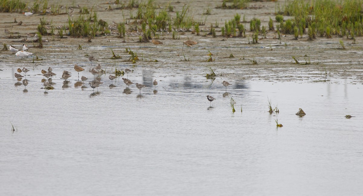 Black-bellied Plover - Michael Sadat