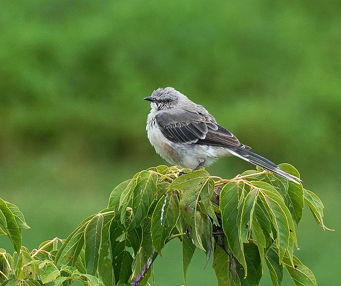 Northern Mockingbird - Karin Isett