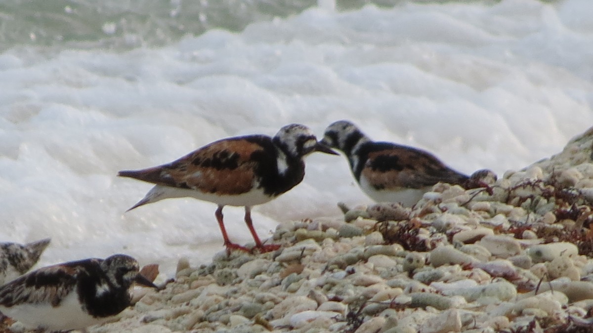 Ruddy Turnstone - Delvis Toledo