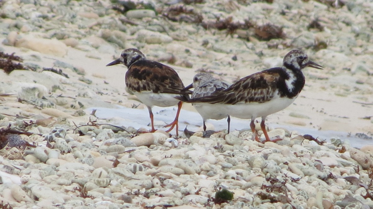 Ruddy Turnstone - Delvis Toledo