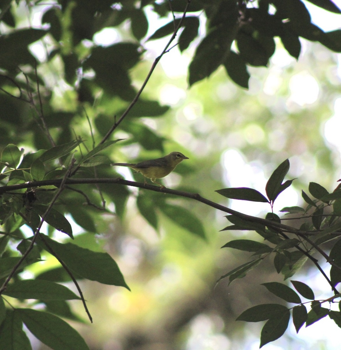 Golden-crowned Warbler - ML622776419