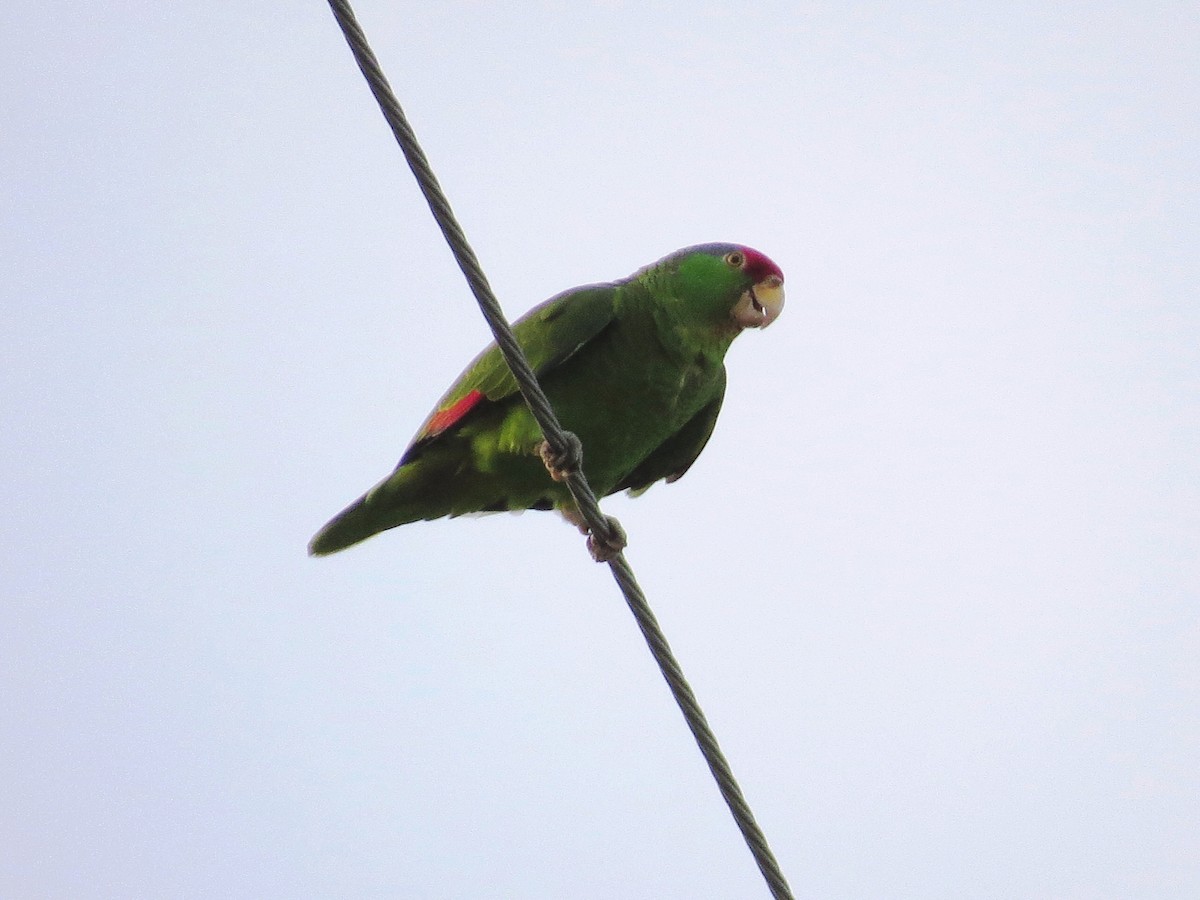 Red-crowned Parrot - ML622776429