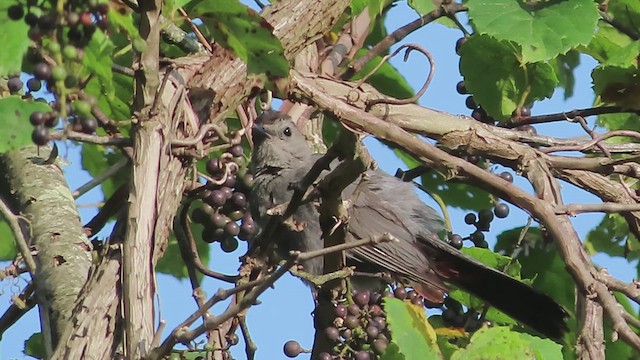 Gray Catbird - ML622776435