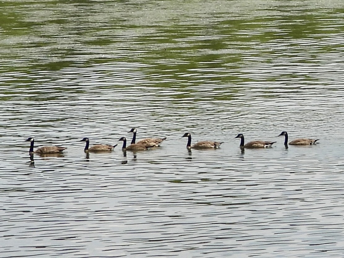 Canada Goose - ML622776458