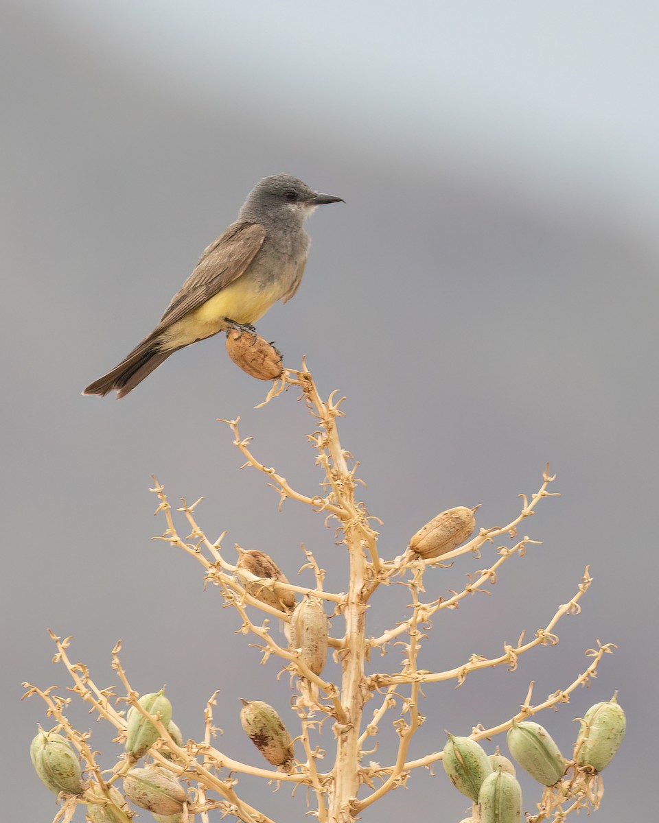 Cassin's Kingbird - ML622776474