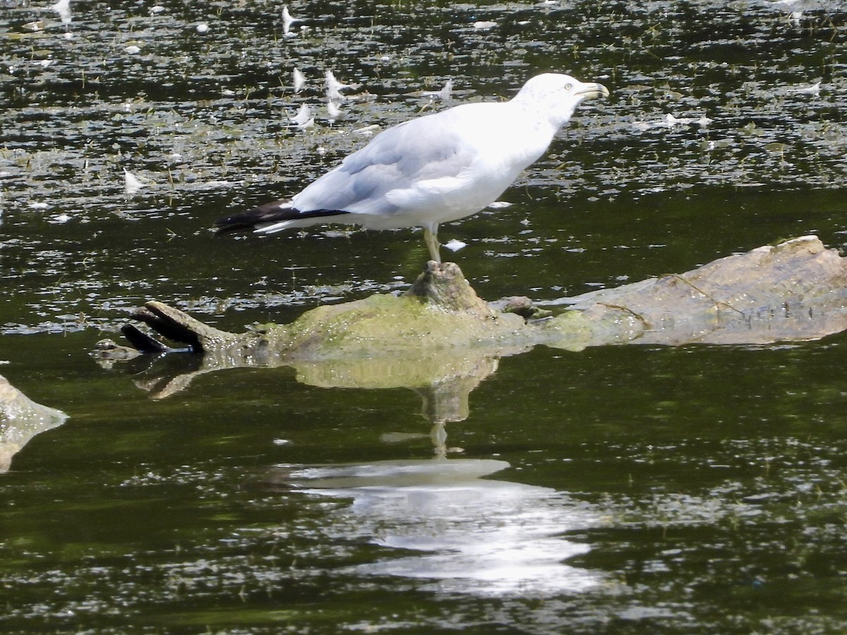 Ring-billed Gull - ML622776491