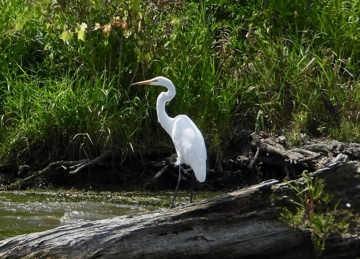 Great Egret - ML622776499