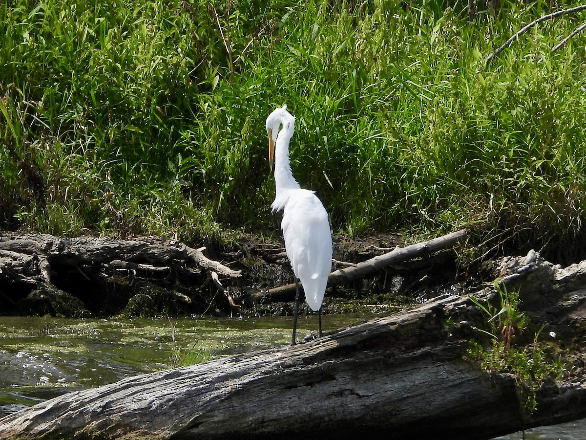 Great Egret - ML622776500