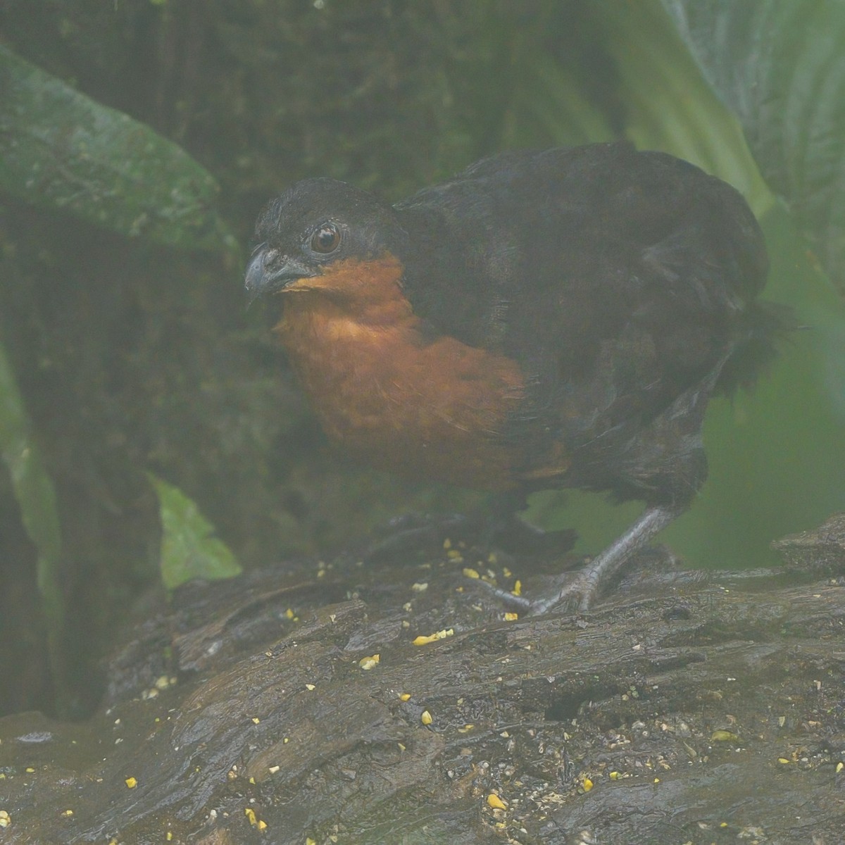 Dark-backed Wood-Quail - ML622776501