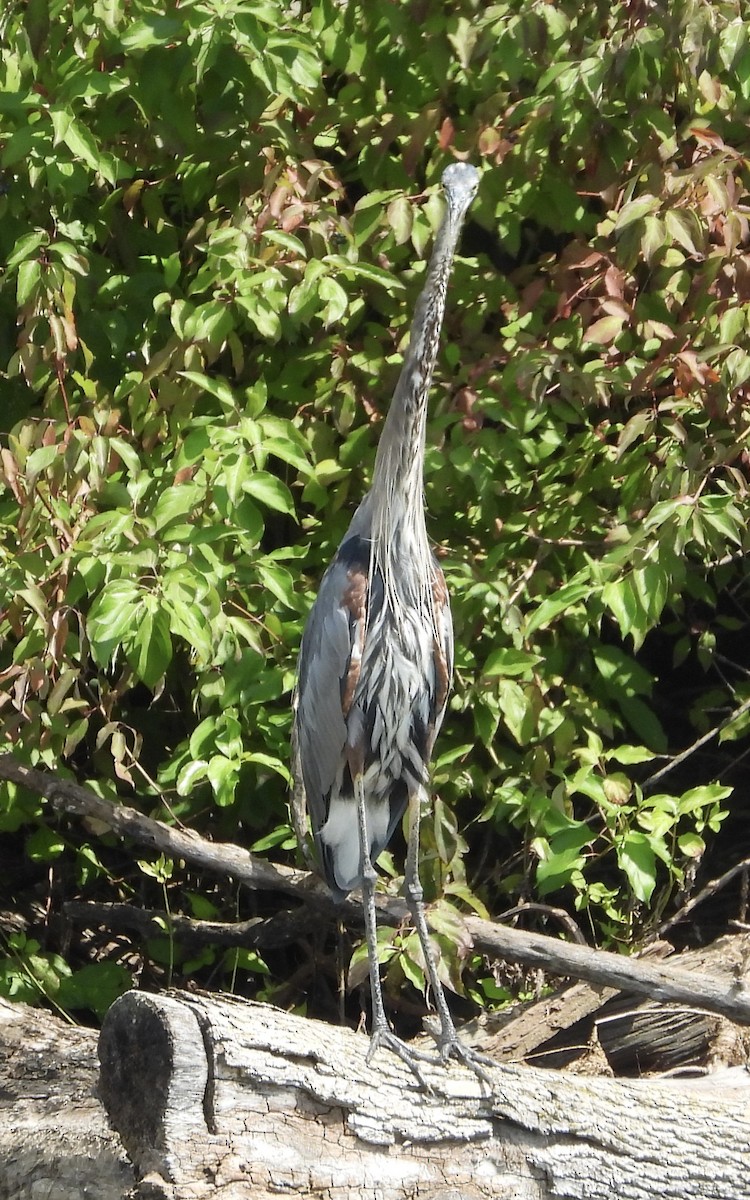 Great Blue Heron - ML622776521