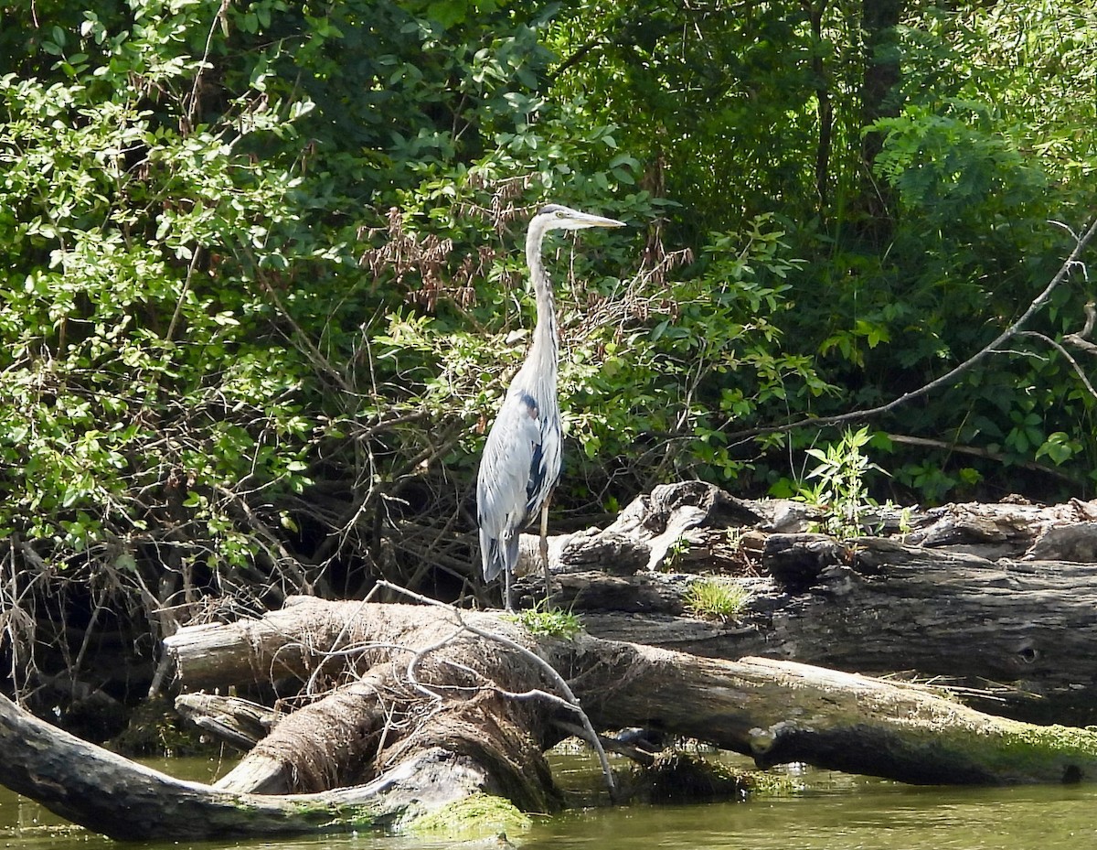 Great Blue Heron - ML622776522