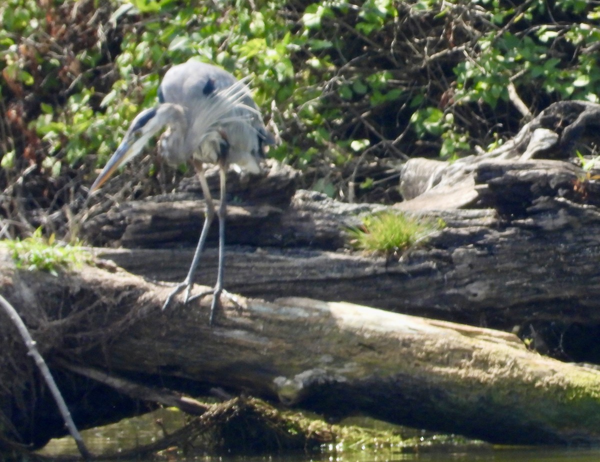 Great Blue Heron - ML622776523