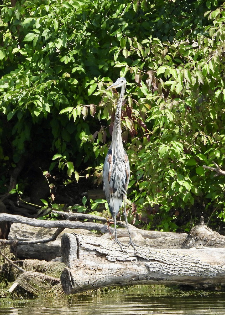 Great Blue Heron - ML622776524