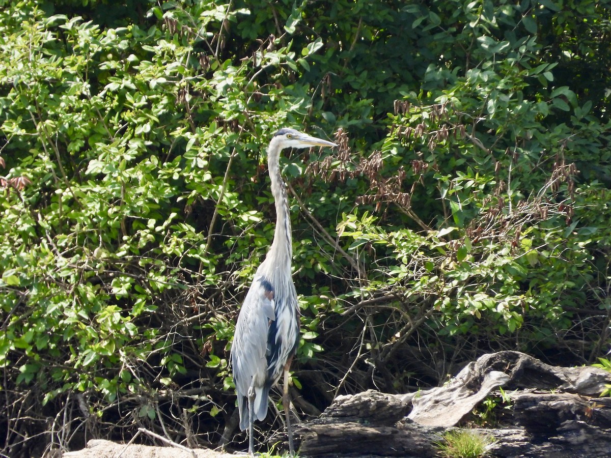 Great Blue Heron - ML622776525