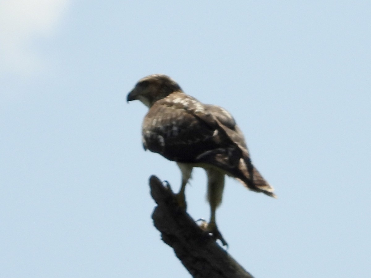 Red-tailed Hawk - ML622776531