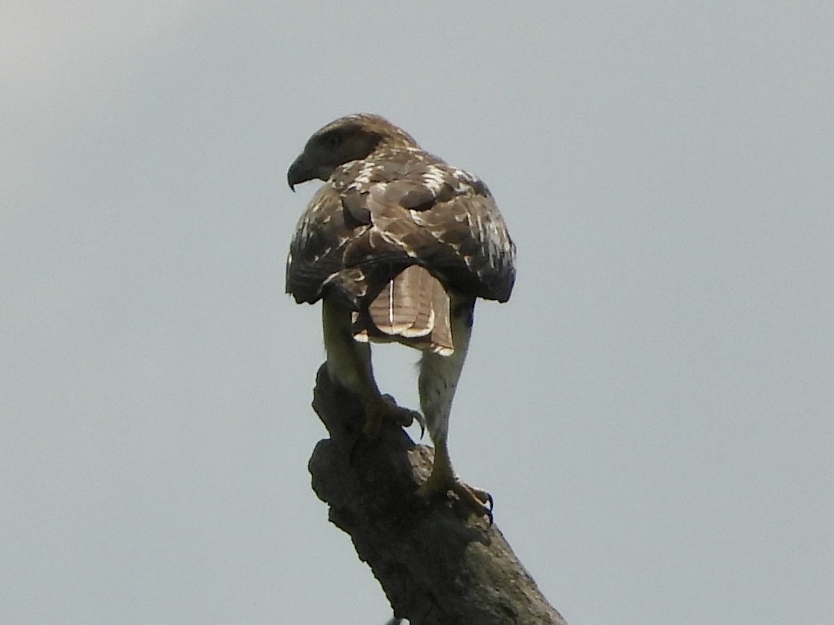 Red-tailed Hawk - ML622776532