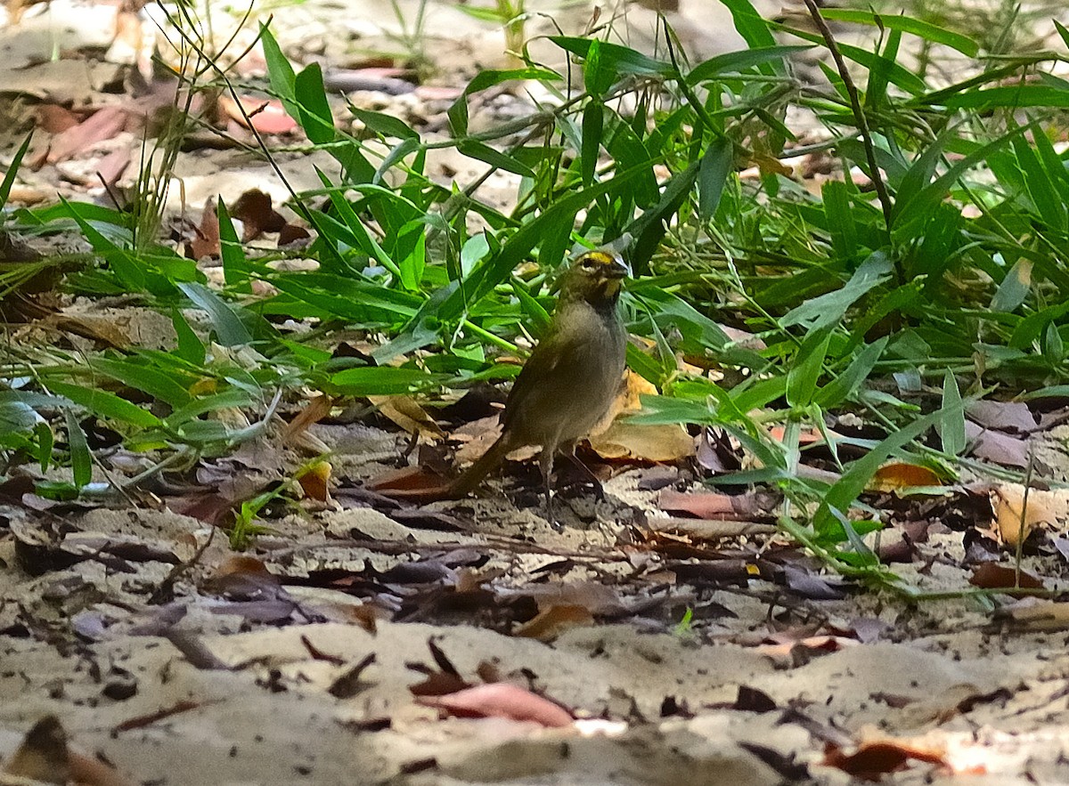 Yellow-faced Grassquit - ML622776535