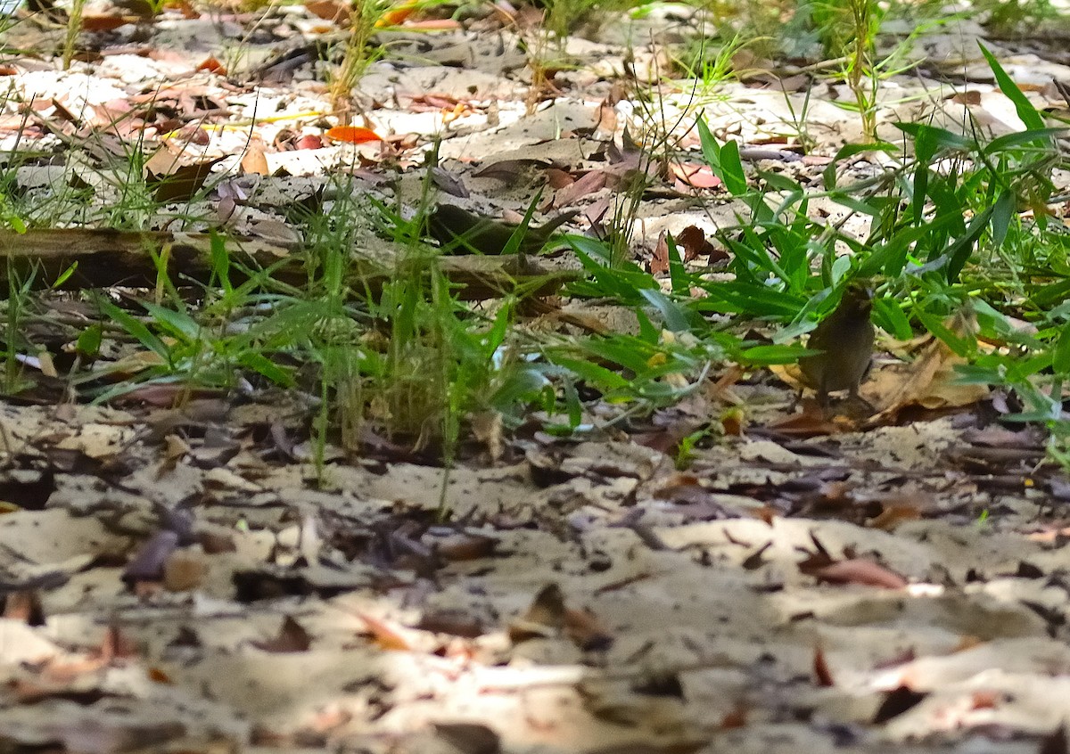 Yellow-faced Grassquit - ML622776537