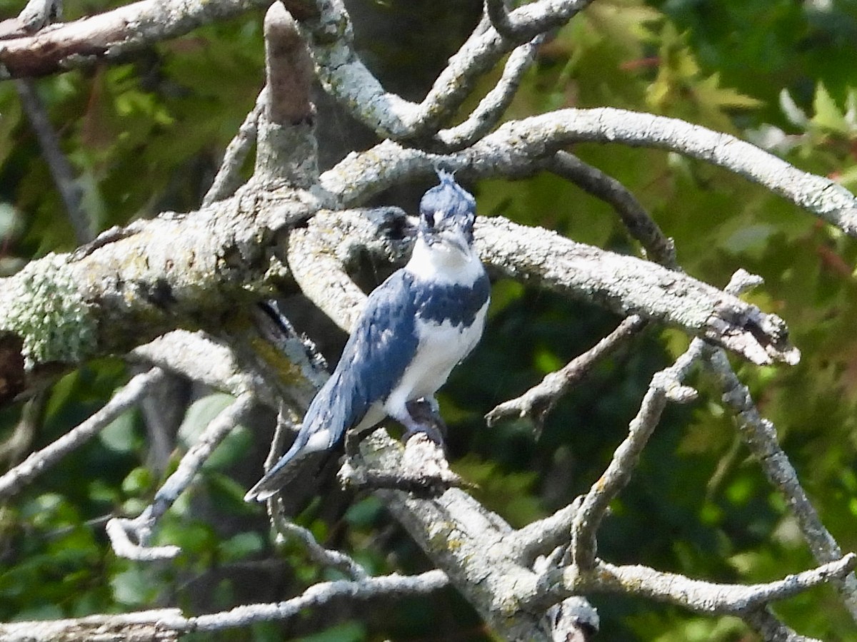 Belted Kingfisher - ML622776541