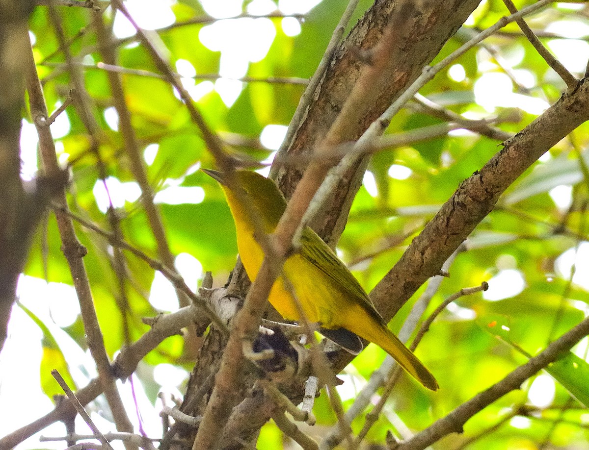 Yellow Warbler - ML622776548