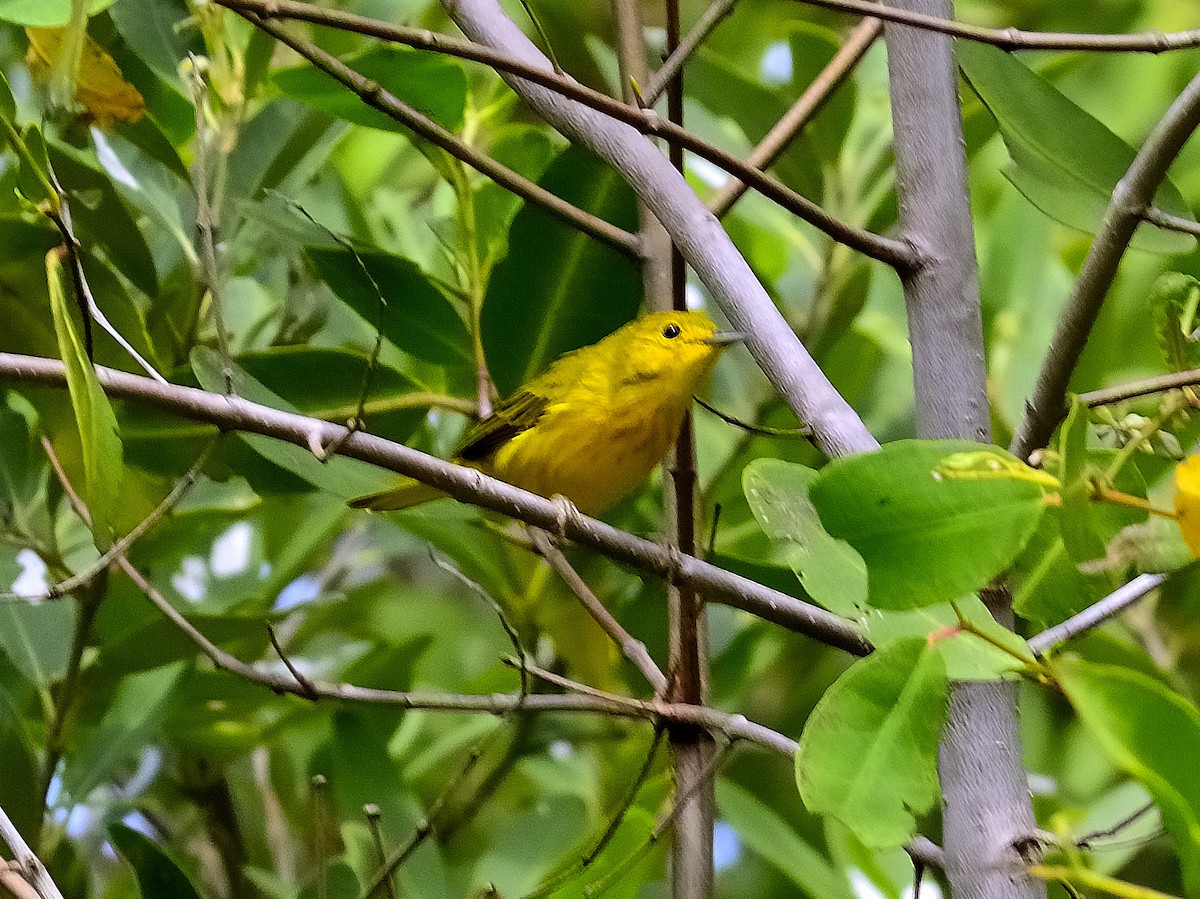 Yellow Warbler - Marjel Morales Gato