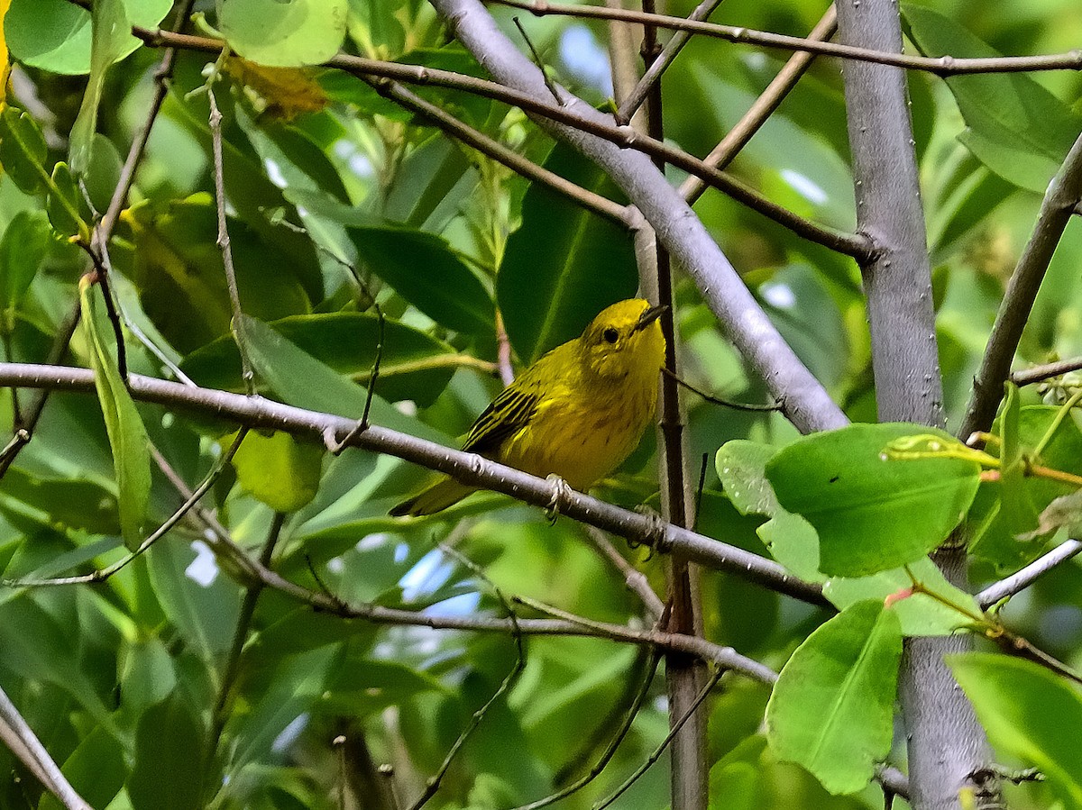 Yellow Warbler - Marjel Morales Gato