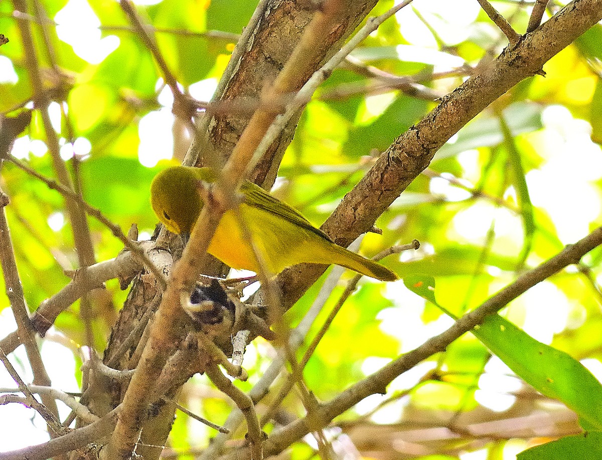 Paruline jaune - ML622776551