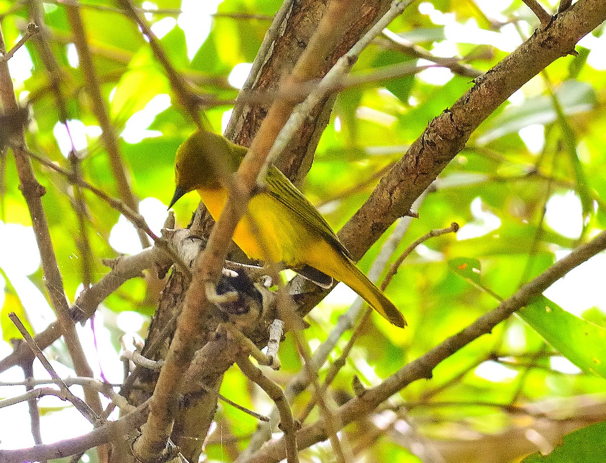 Yellow Warbler - ML622776552