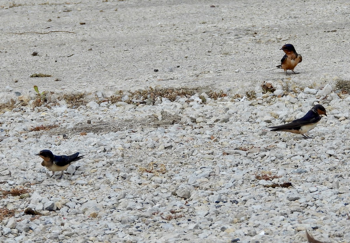 Barn Swallow - ML622776554